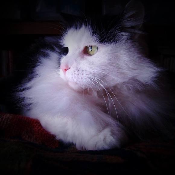 Meet your Posher, Nicola - Picture 1 of 1